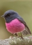 Pink Robin